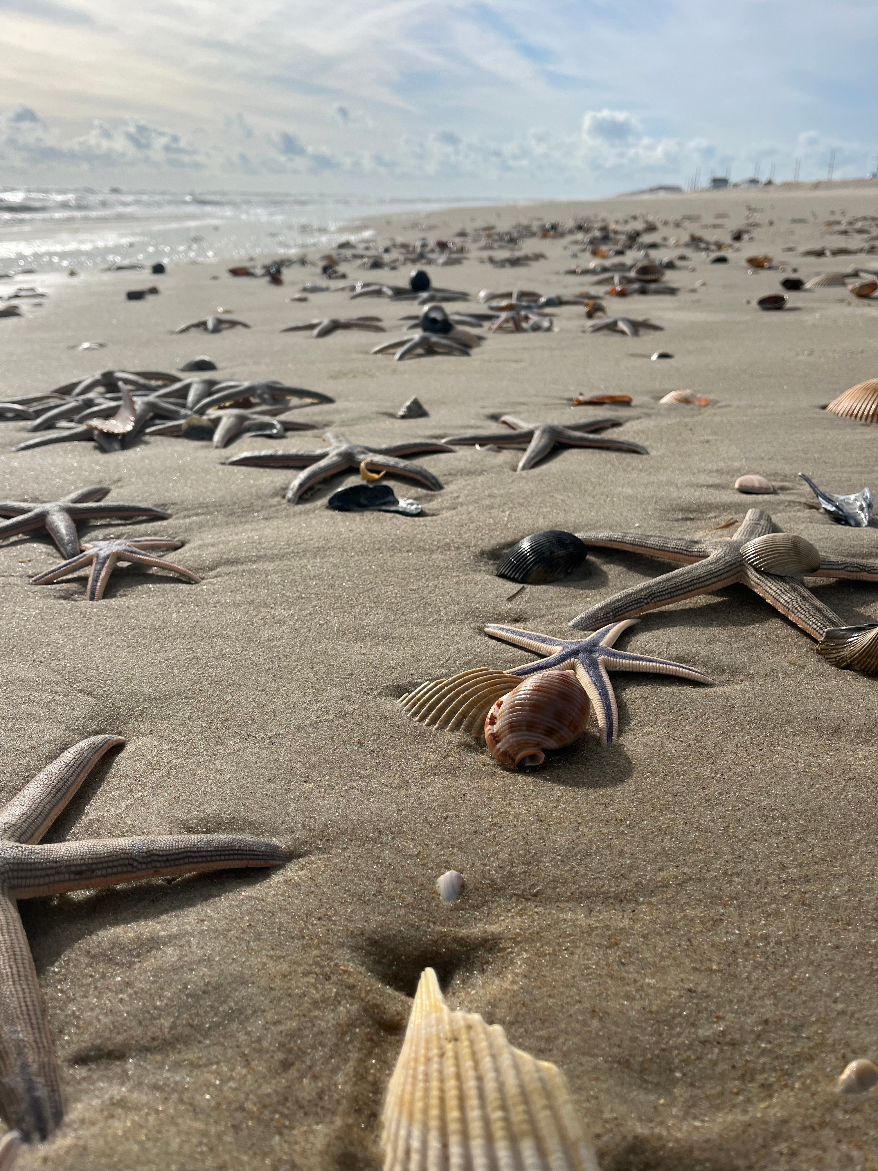 Starfish washed up on Cape Hatteras National Seashore beach in Frisco NC