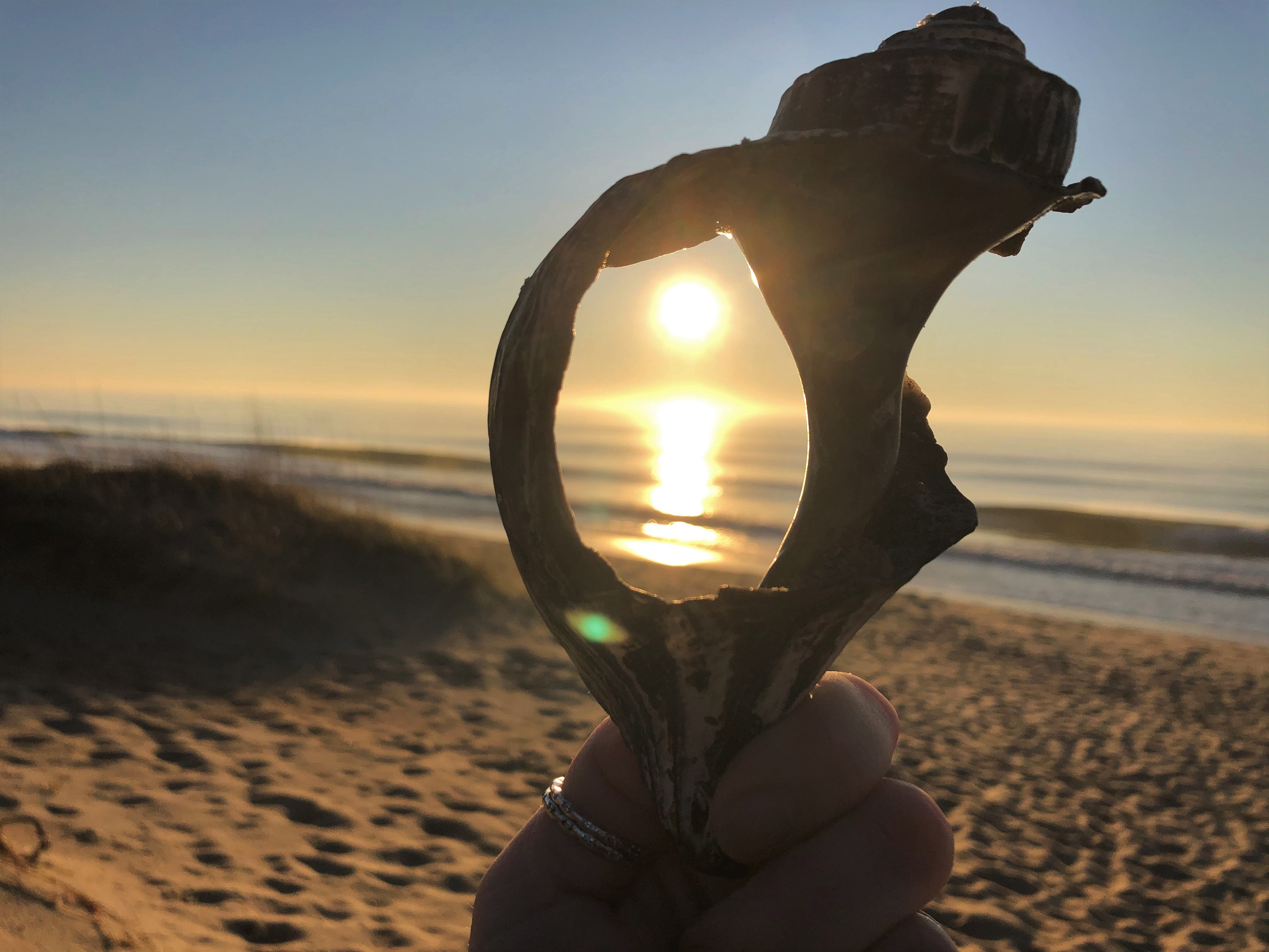 seashell on the Cape Hatteras National Seashore