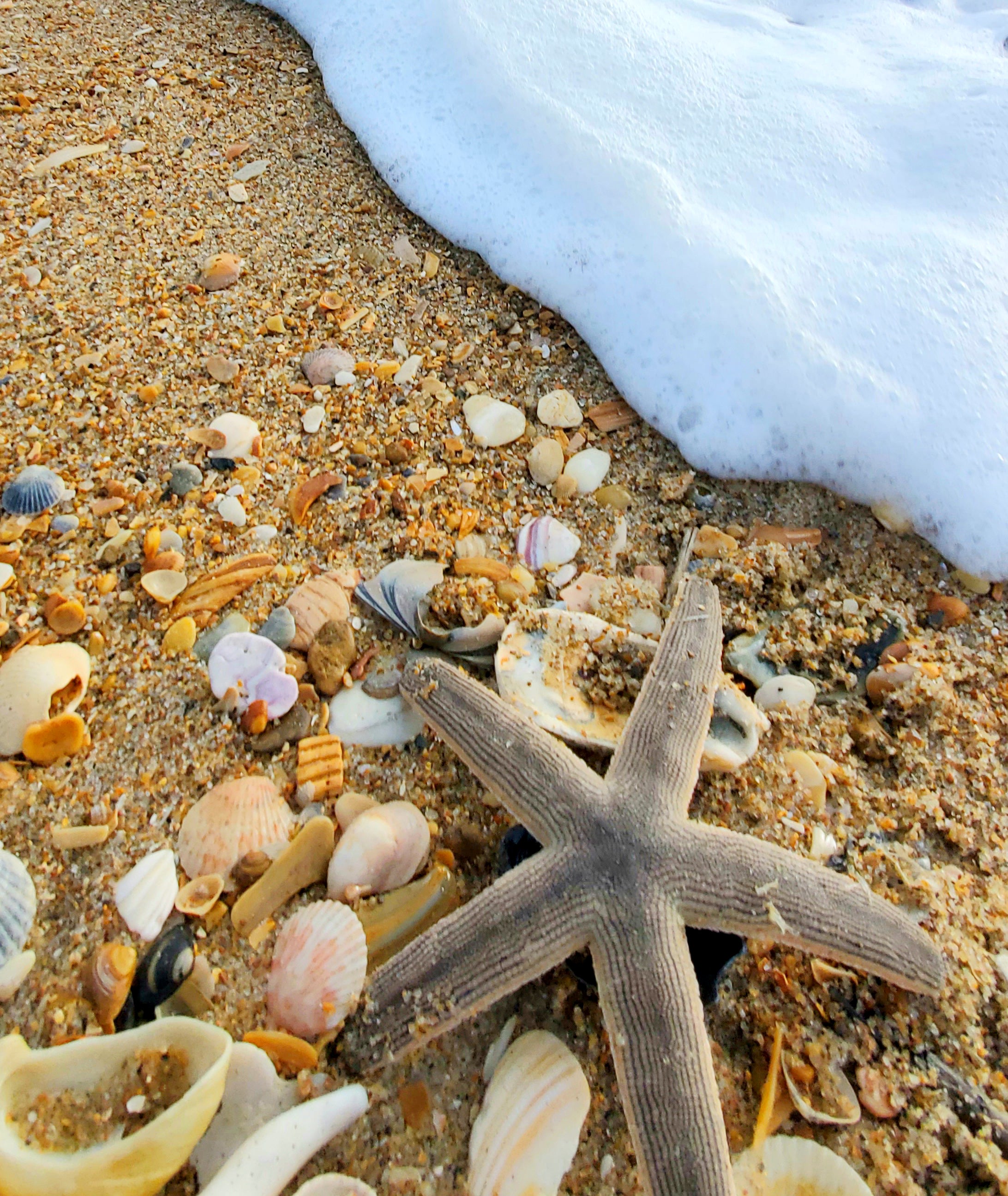 Starfish on the Cape Hatteras National Seashore