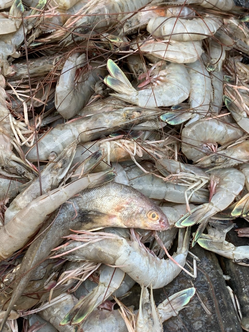 Greentail Shrimp in Hatteras NC