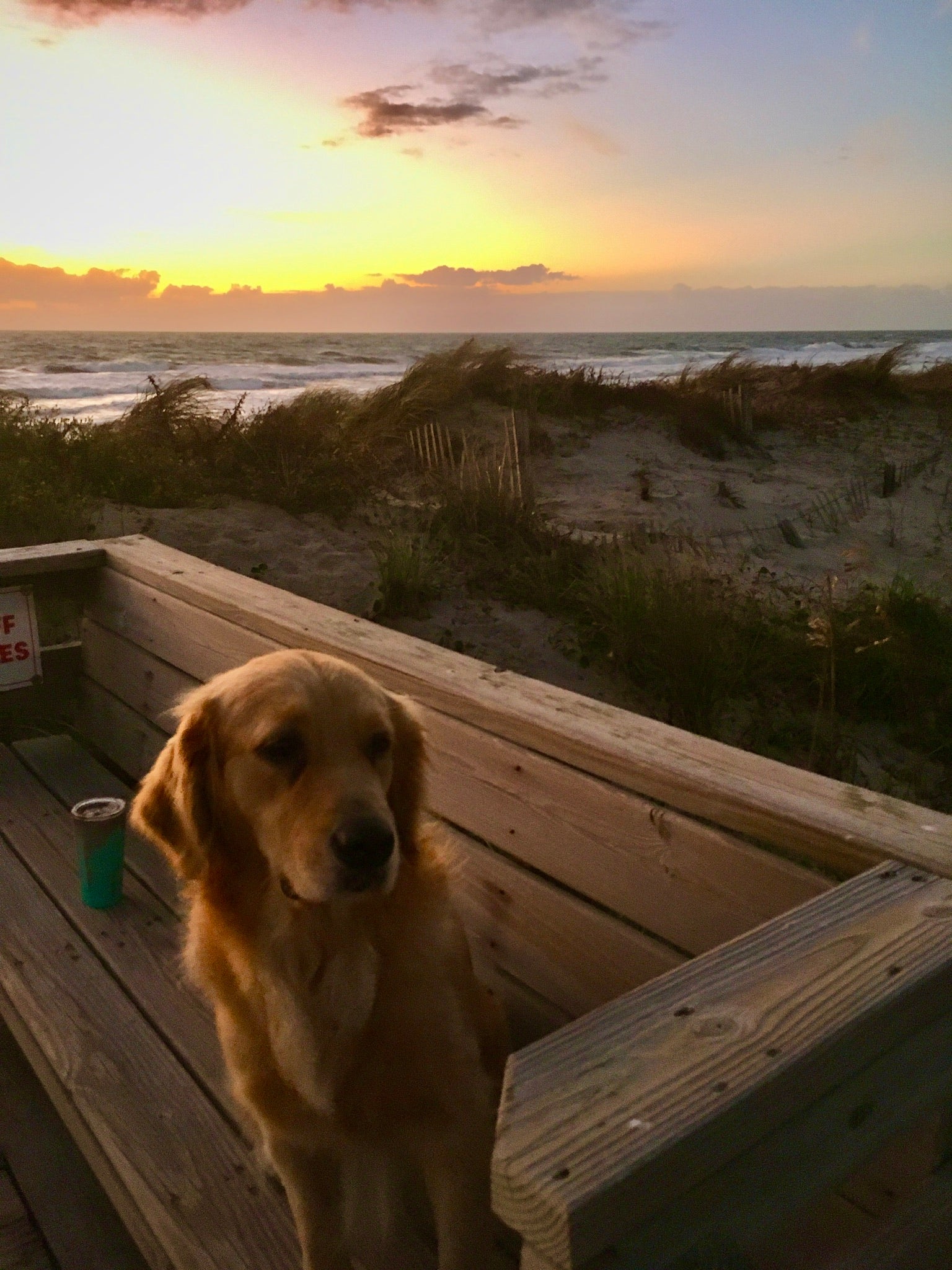 Golden Retriever at the Beach
