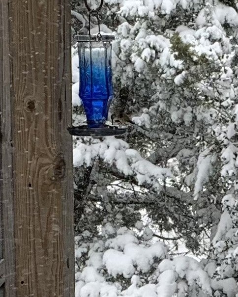 humming bird and feeder in the snow
