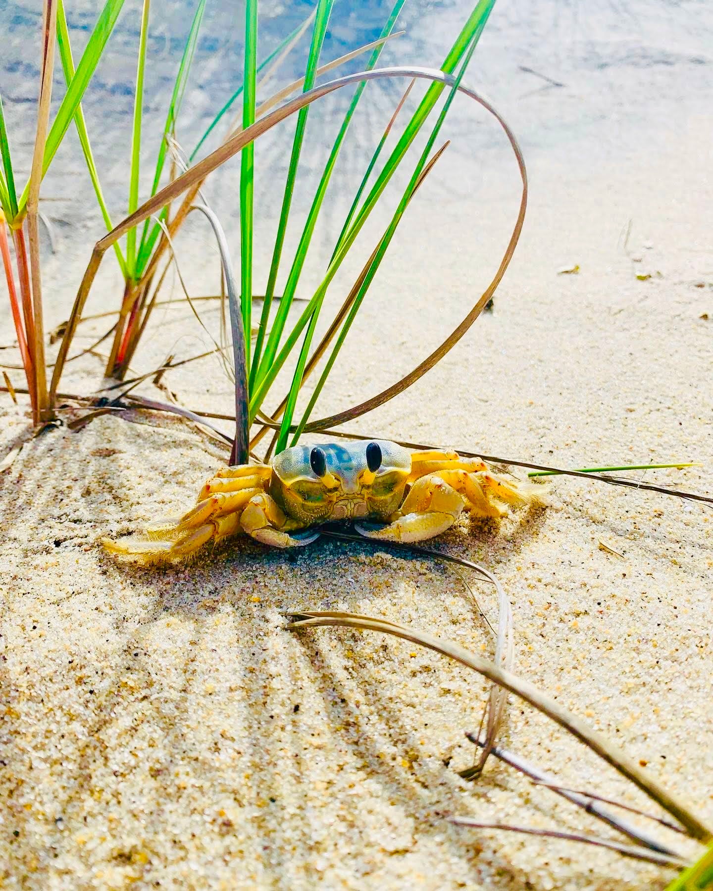Ghost Crab on Cape Hatteras National Seashore