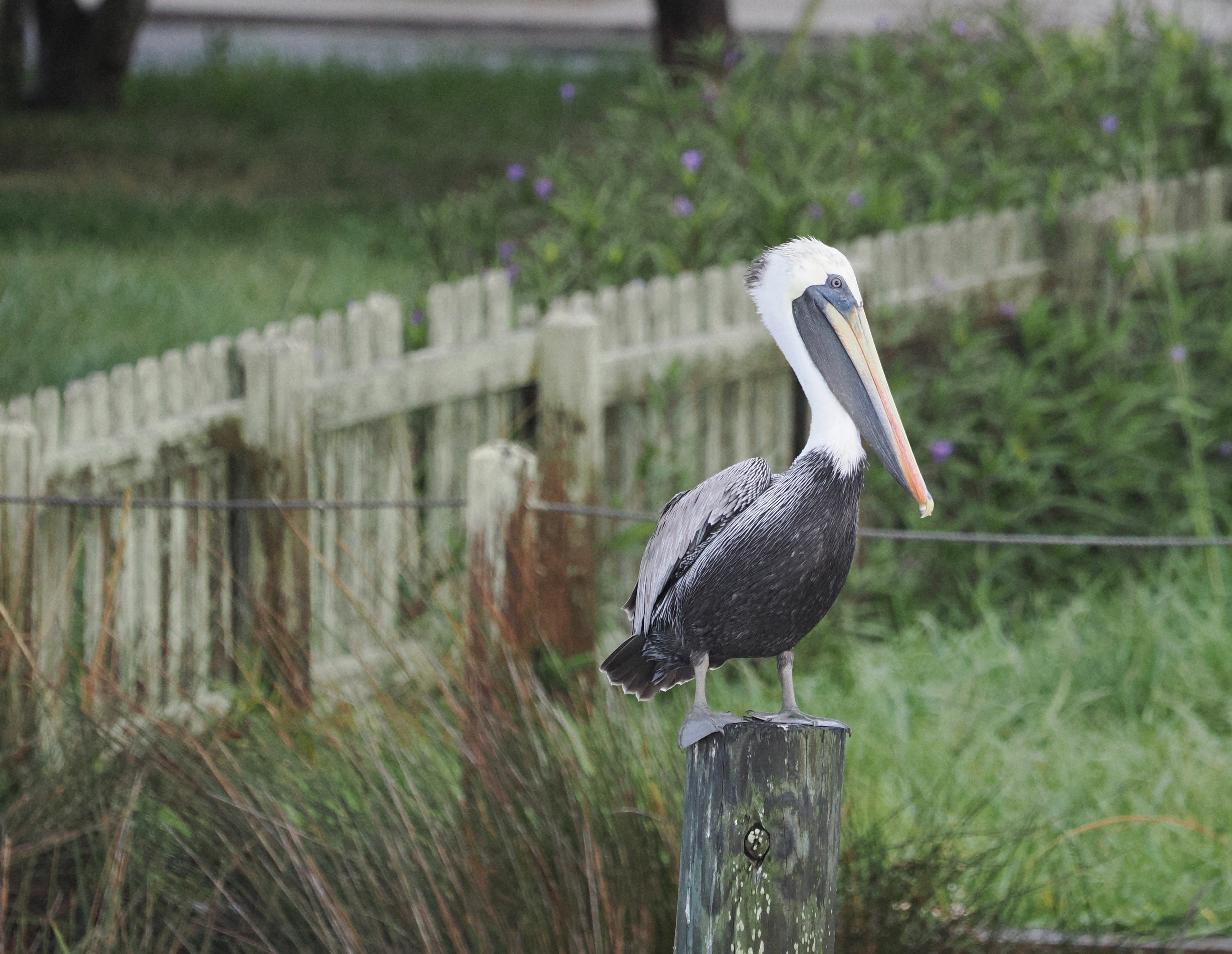 Pelican at Cape Hatteras National Seashore