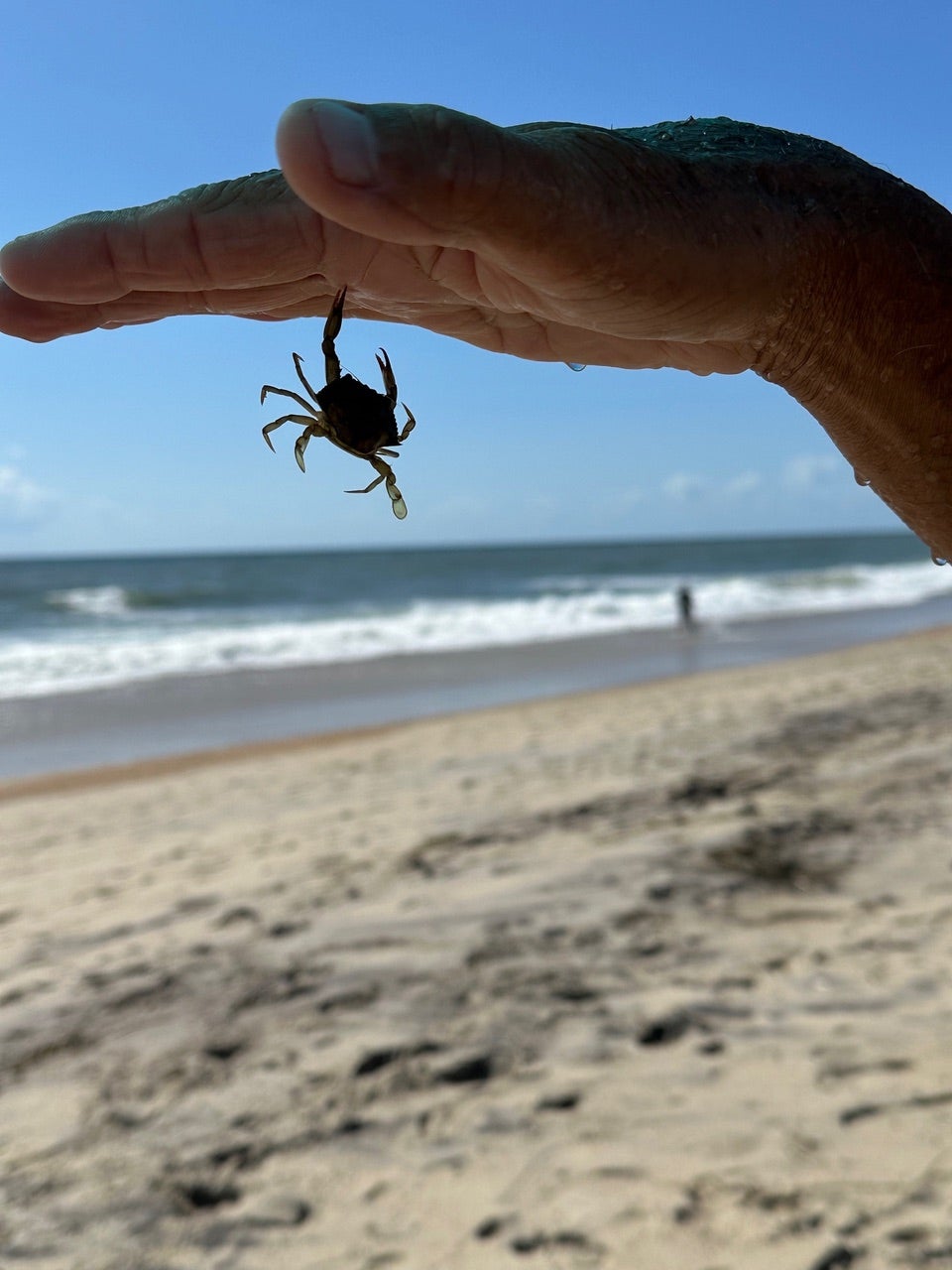 Blue crab pinching a finger in Rodanthe NC on the beach