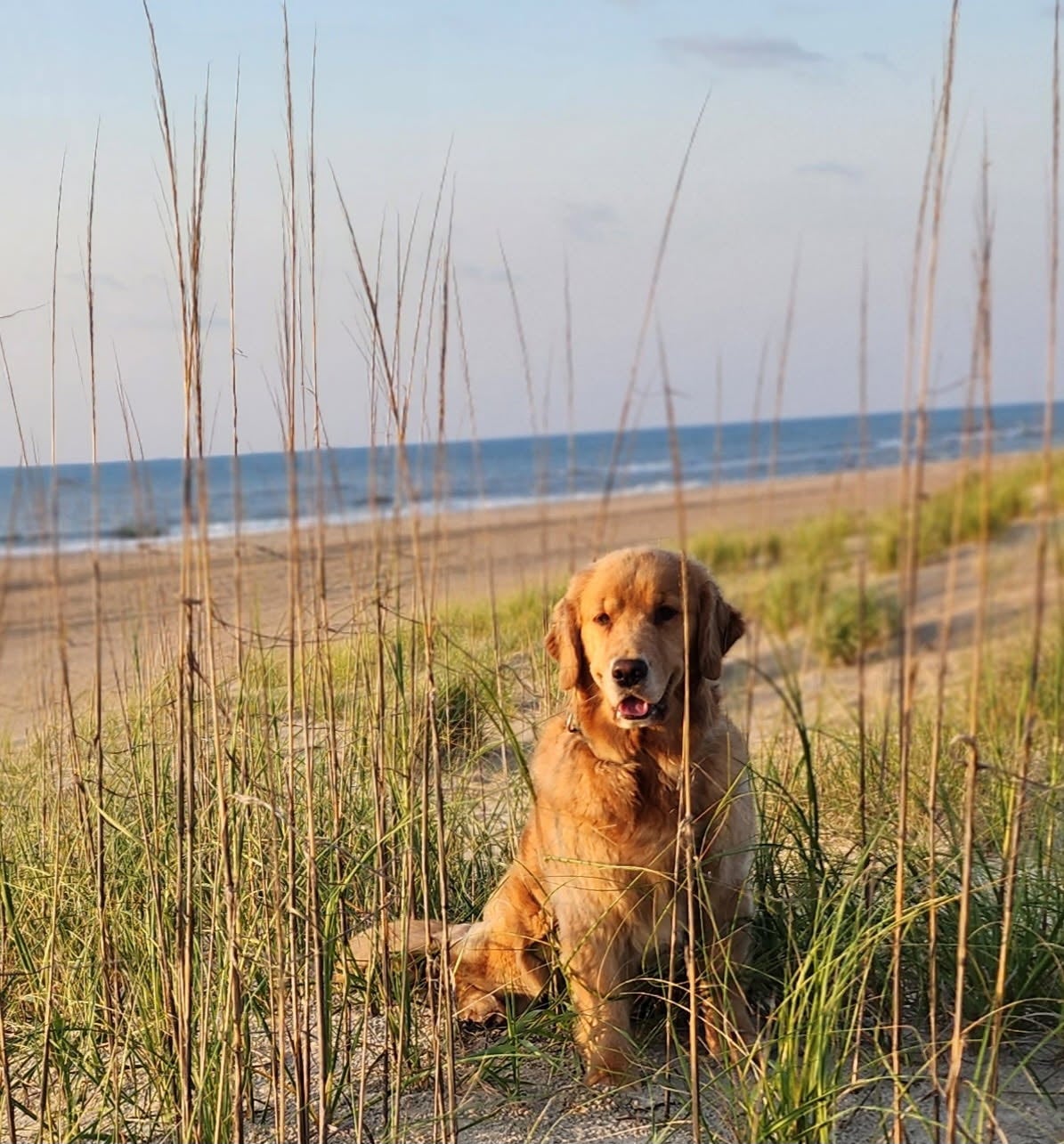 Golden Retriever in the dunes at the Cape Hatteras National Seashore