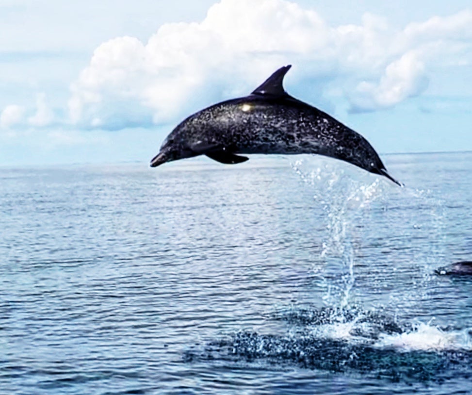 Dolphin jumping in the Pamlico Sound off of Hatteras Island