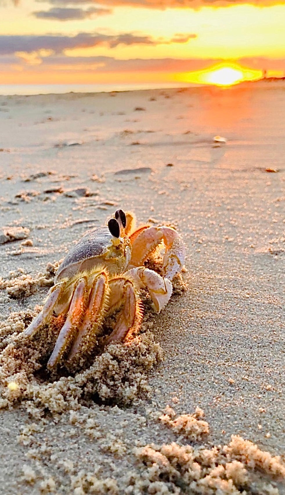 Ghost Crab on Hatteras Island