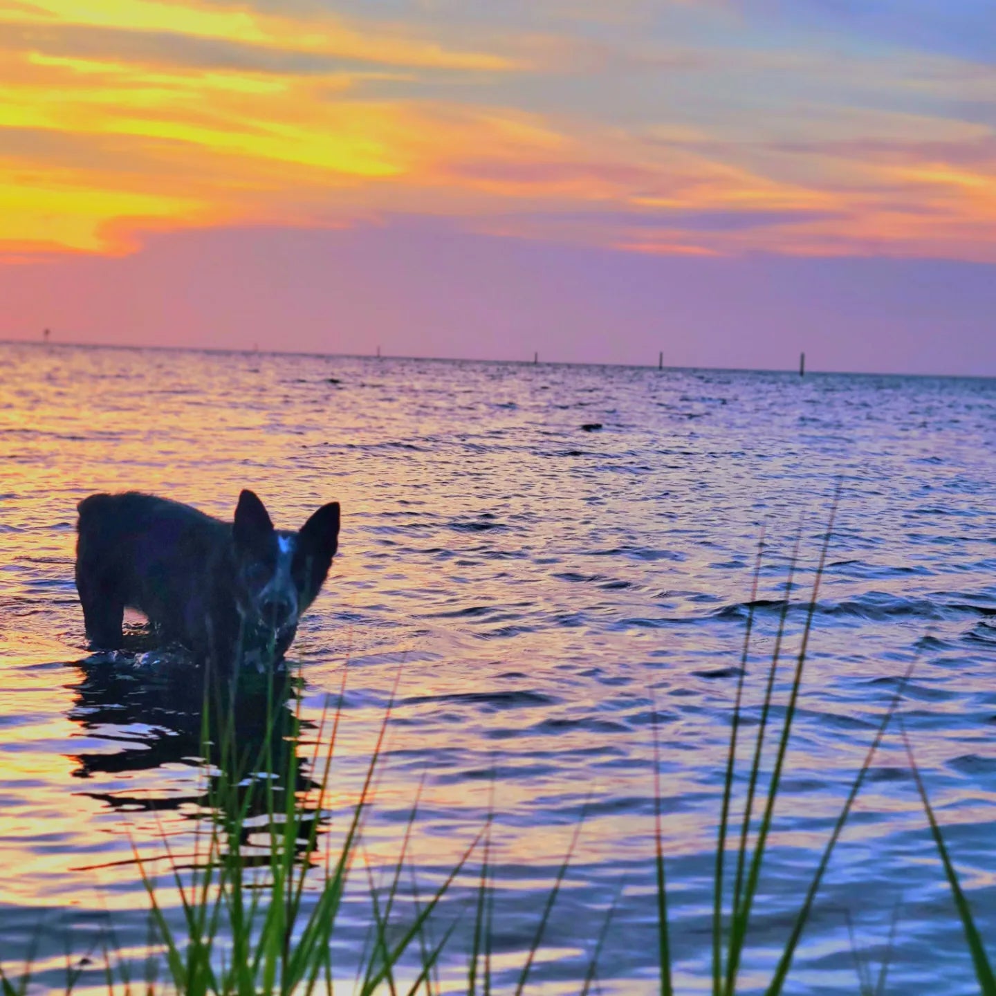 dog wading in the pamlico sound at sunset