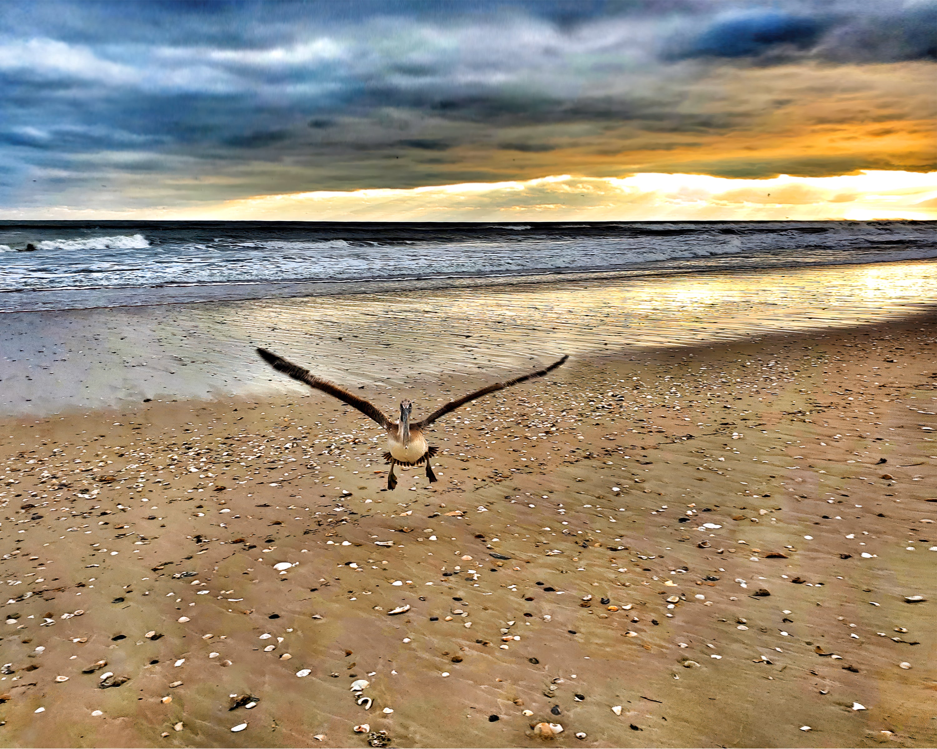 Pelican in mid-flight, landing on the beach in Cape Hatteras National Seashore
