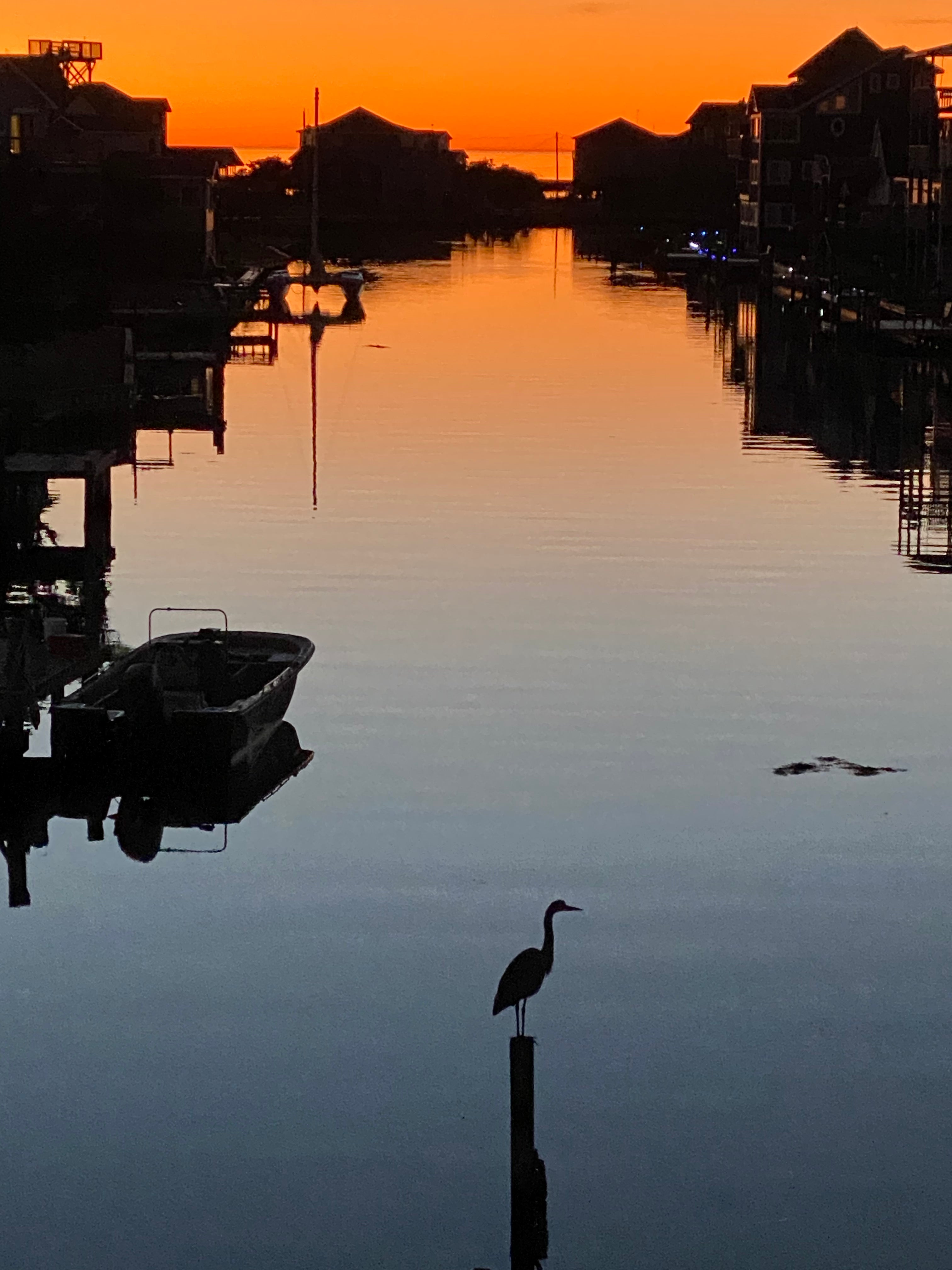 Blue heron on Hatteras Island Avon