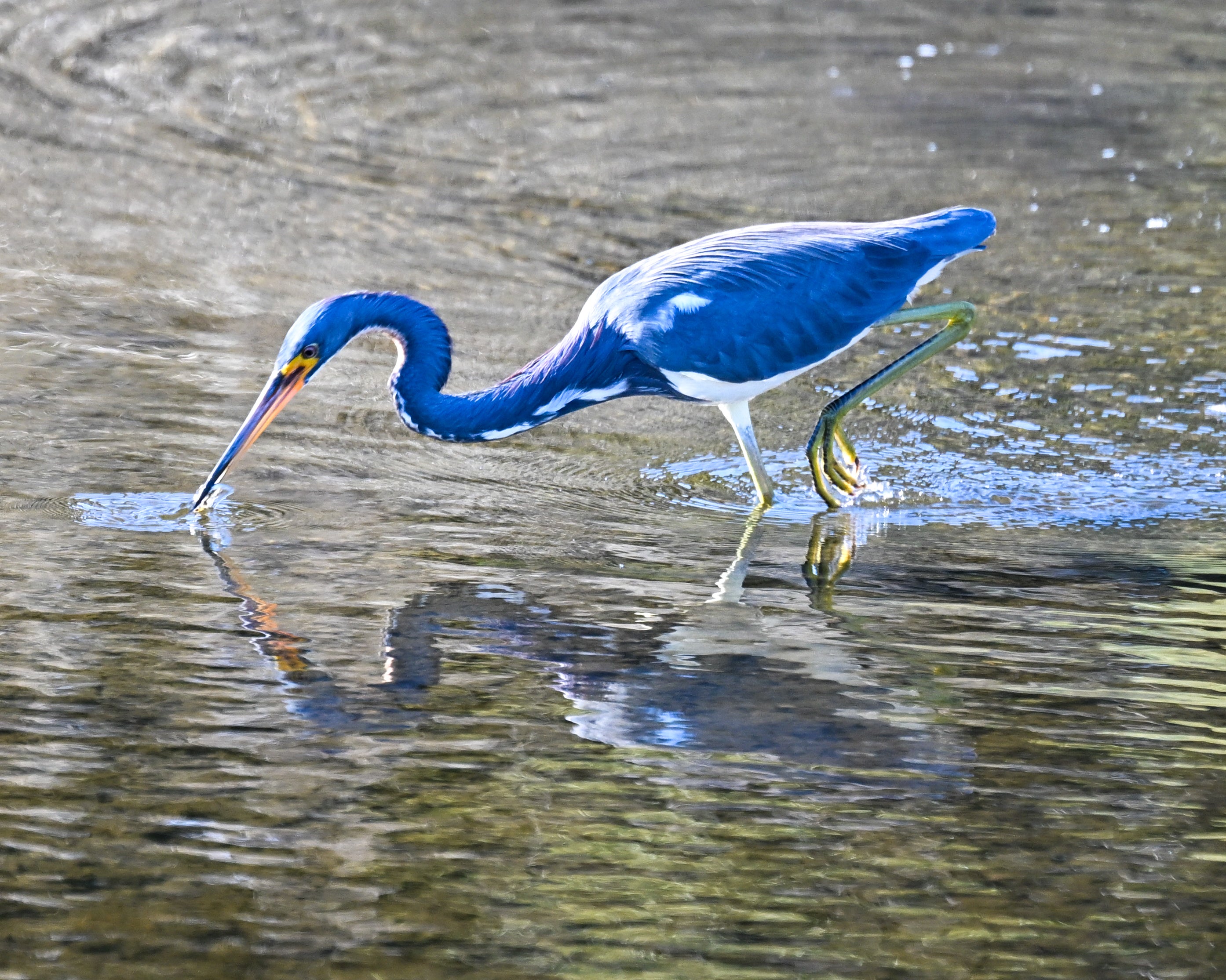tricolored heron in Hatteras Village NC
