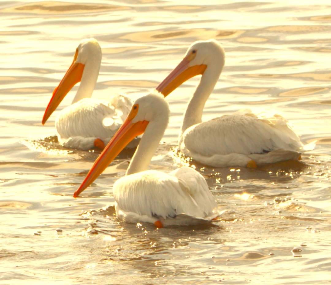 White pelicans at Pea Island National Wildlife Refuge on Hatteras Island