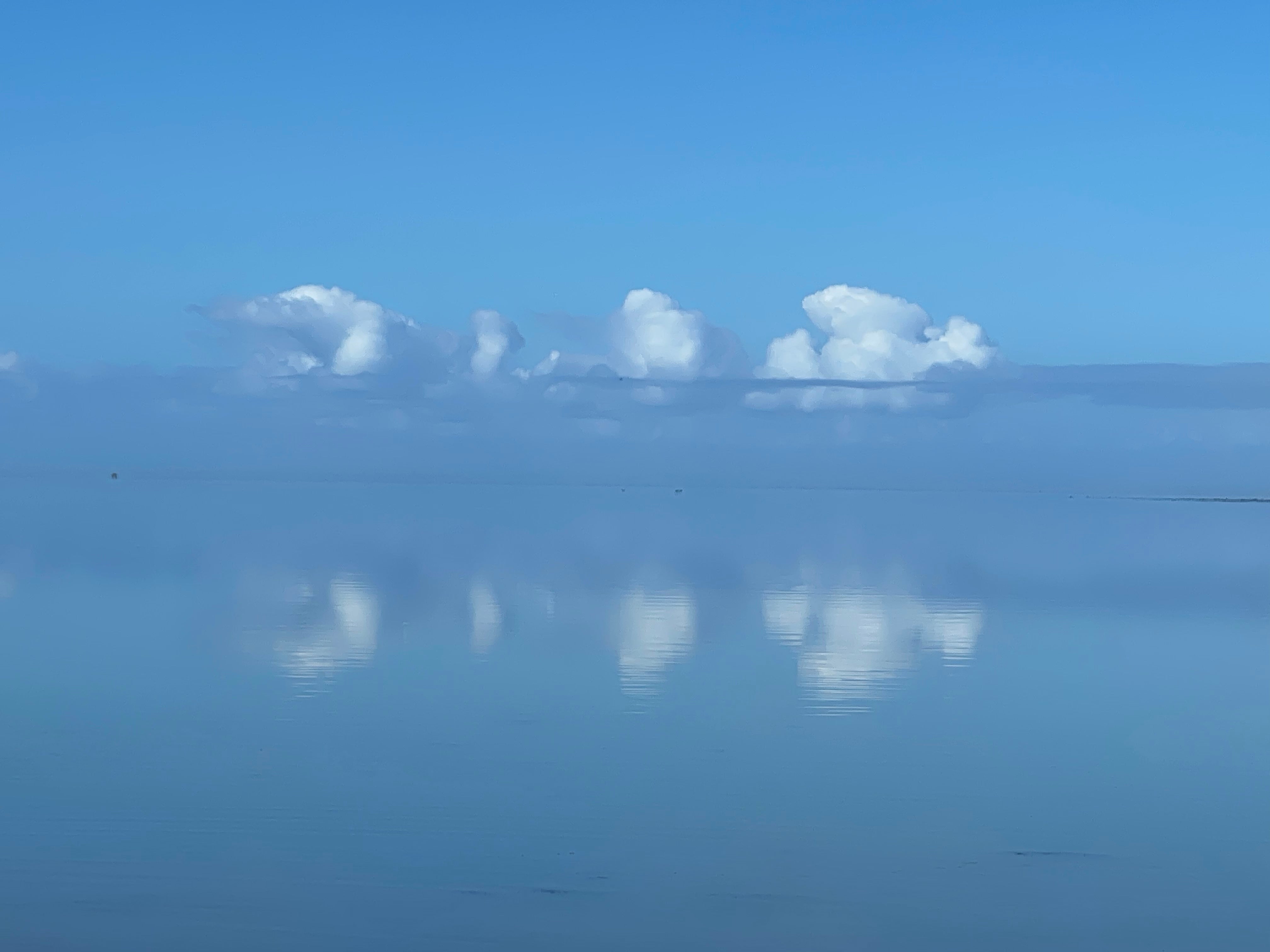 Slick clam Pamlico Sound