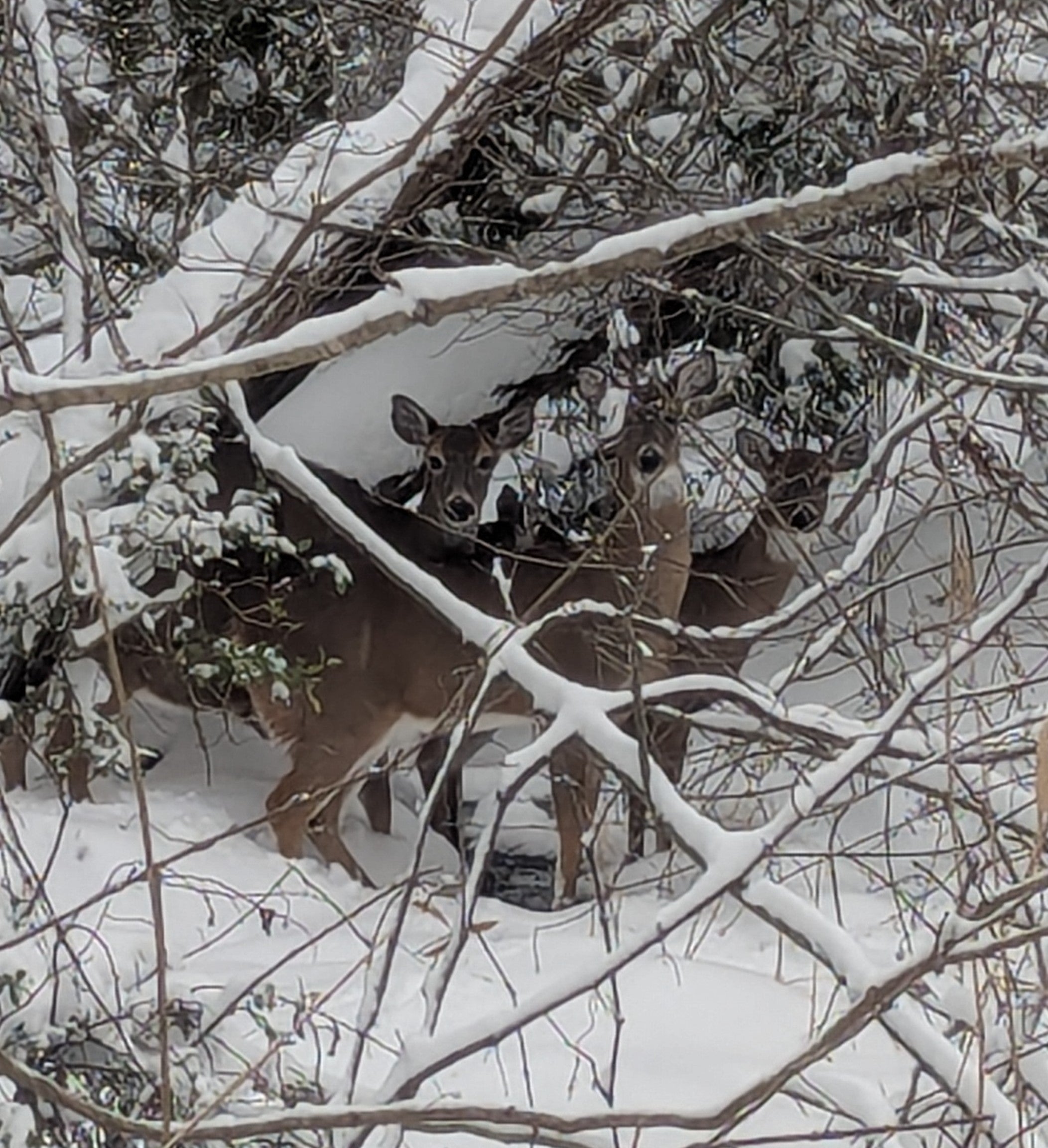 Deer in the snow on Hatteras Island