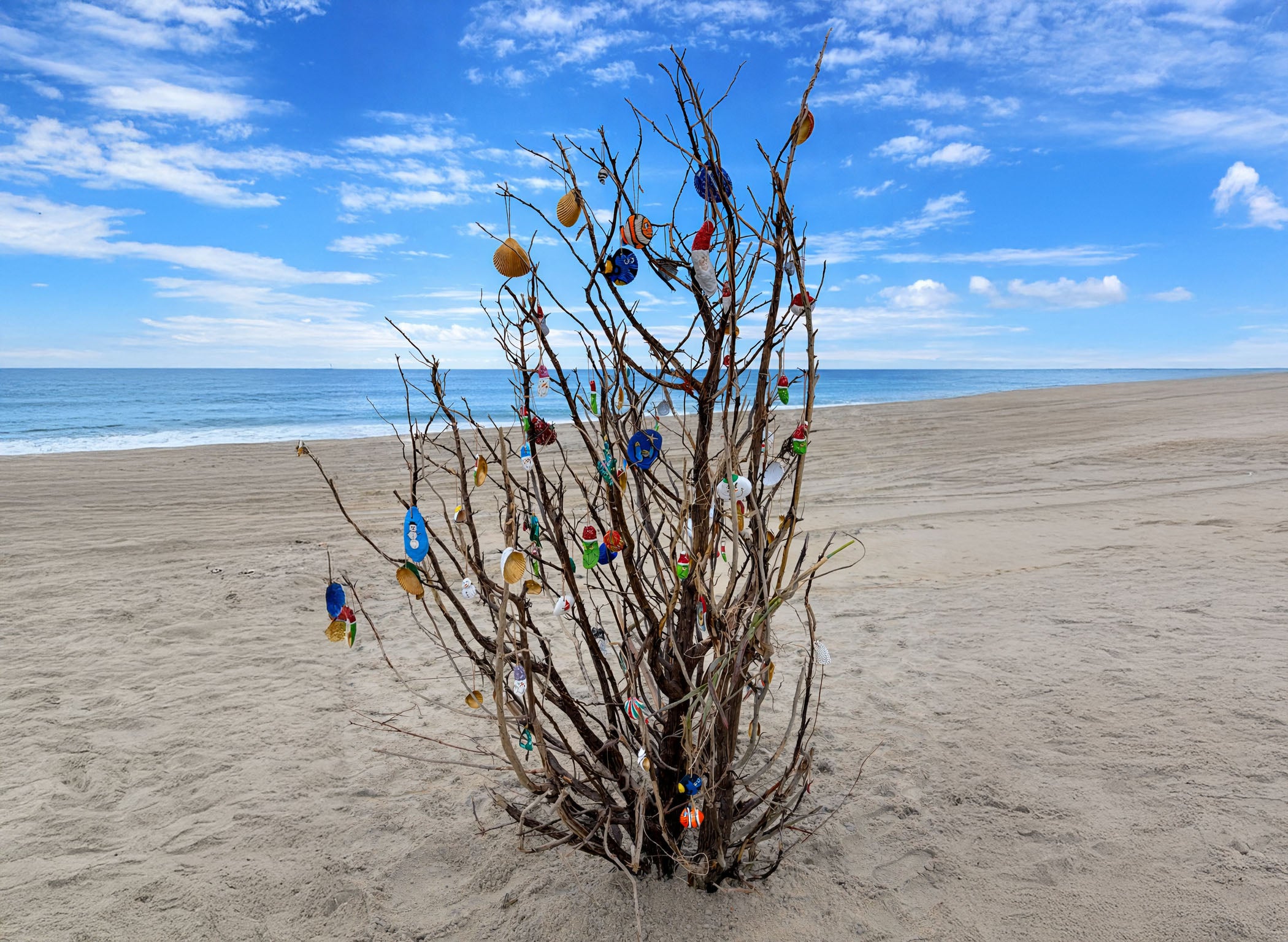 Dead tree on a beach with seashells strung as ornaments