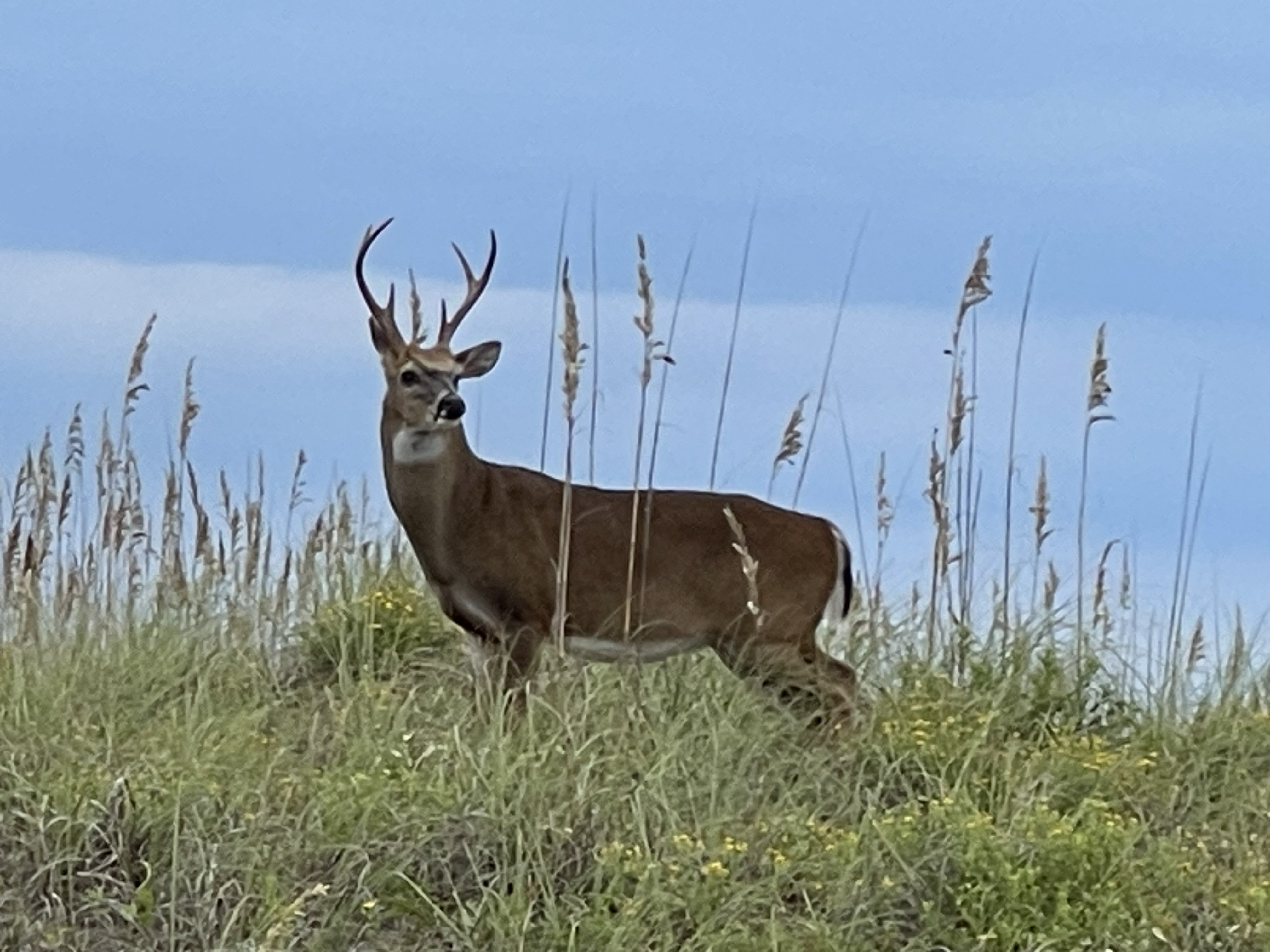 Male Deer standing on top of dune in Buxton NC Cape Hatteras National Seashore