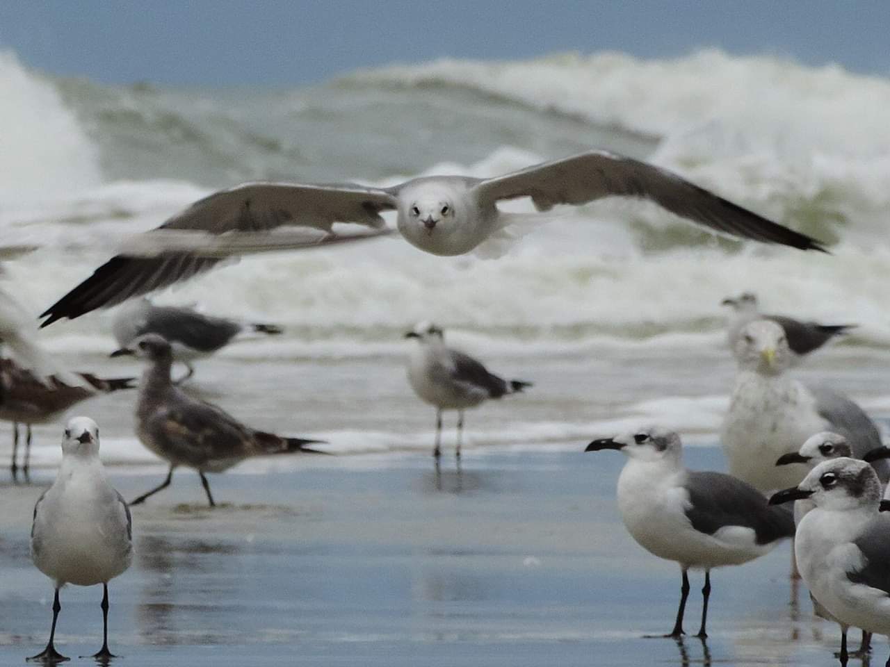 Seagull in mid-flight at the Cape Hatteras National Seahorse