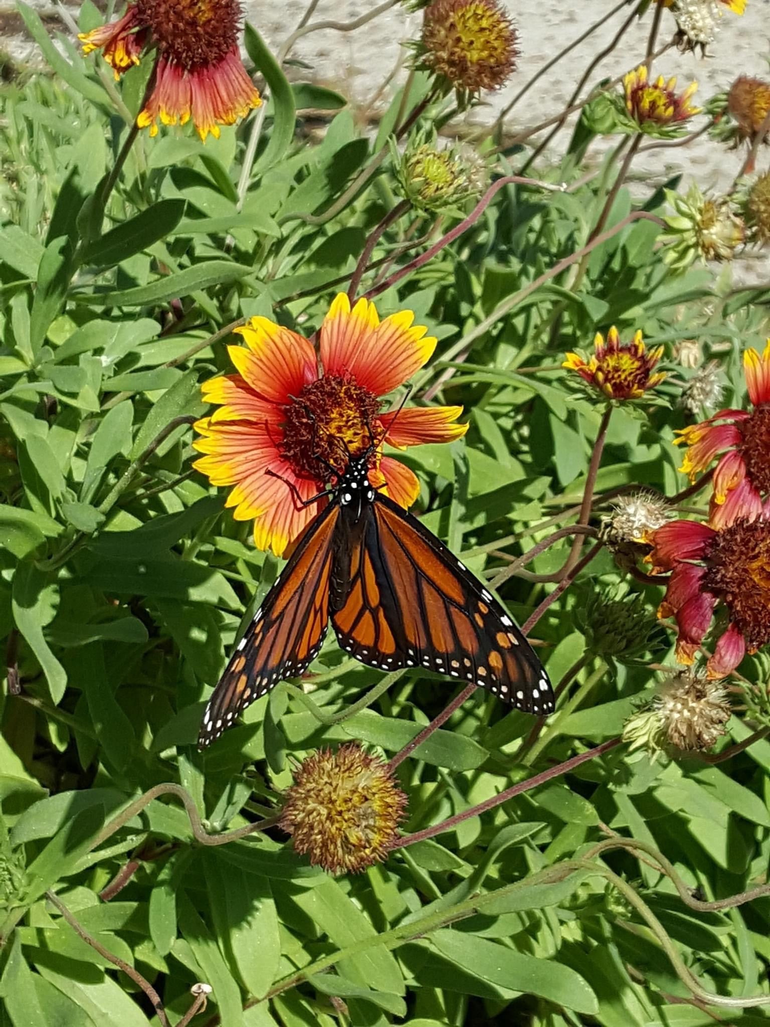 Butterfly on Hatteras Island