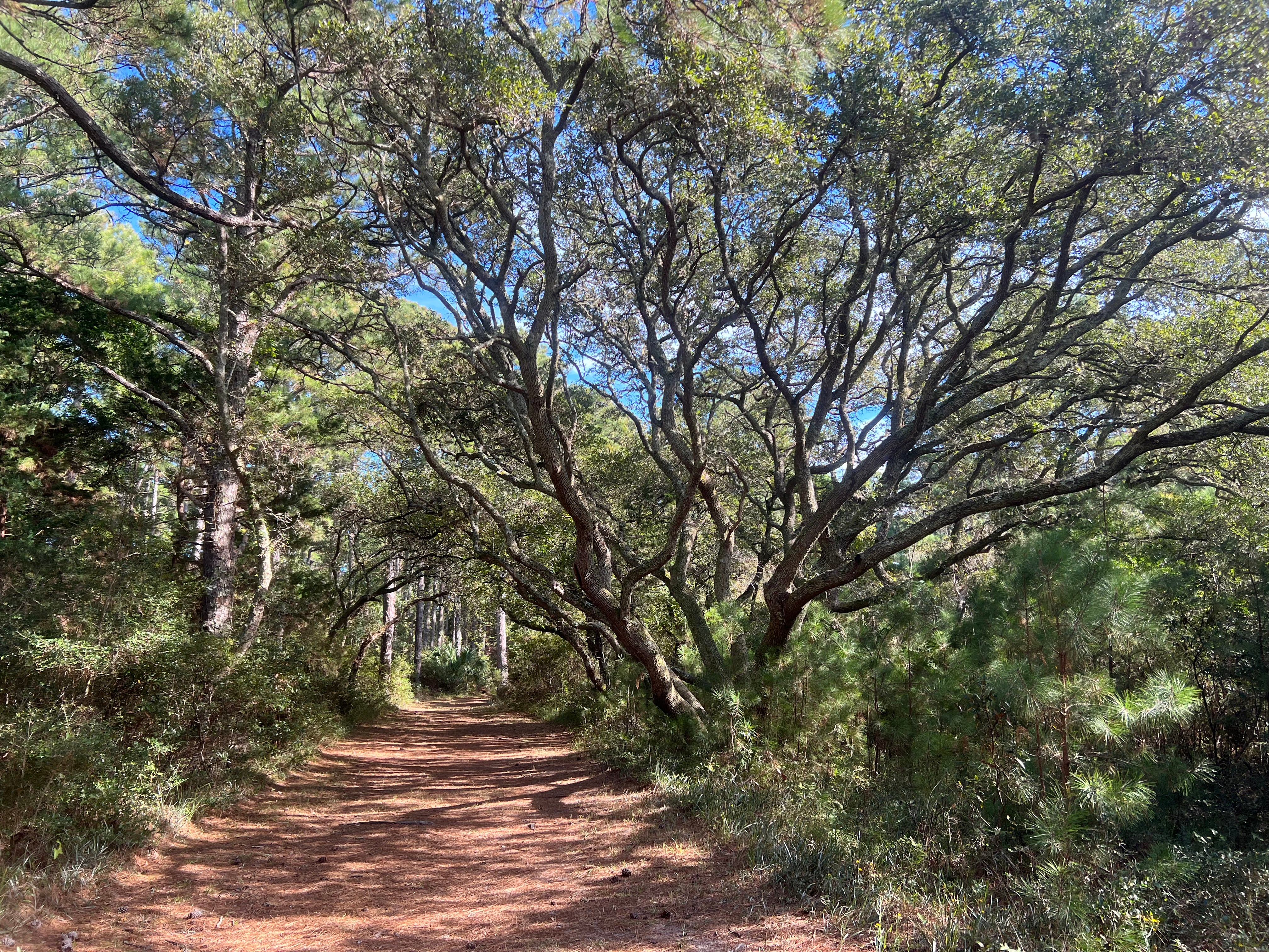Wooded walking trail in the Buxton maritime forest.