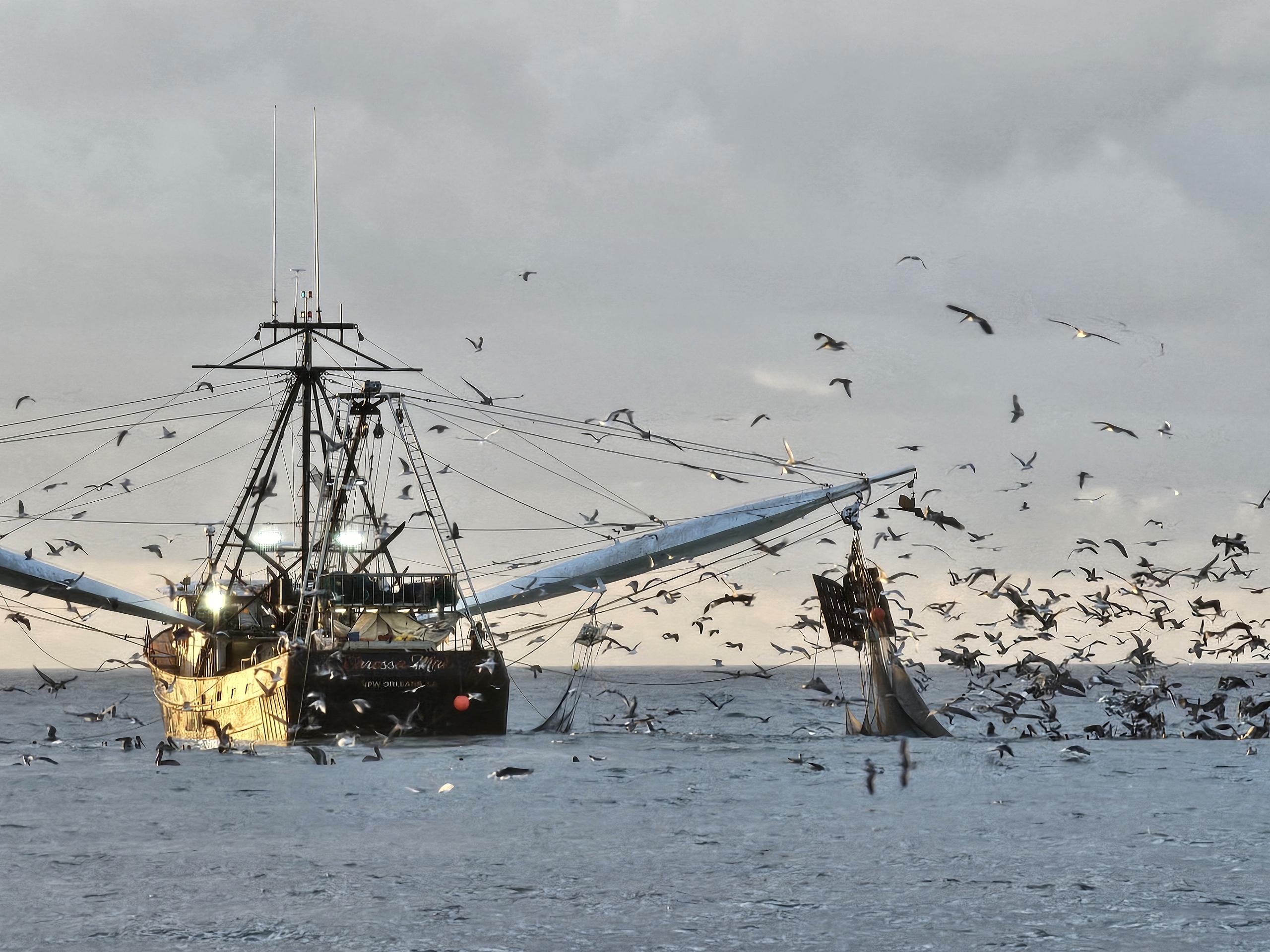 shrimp trawler with birds flying around